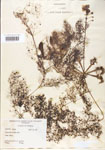 Utricularia