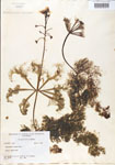 Utricularia