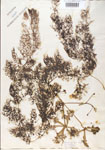 Utricularia