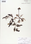 Utricularia