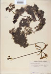 000000693-thumbnail.jpg