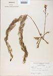 Utricularia