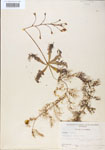 Utricularia