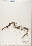 Utricularia