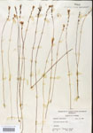Utricularia