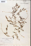 Utricularia