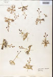 Utricularia