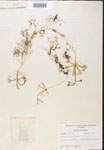 Utricularia