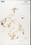 Utricularia