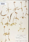 Utricularia
