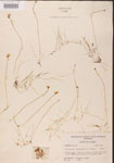 Utricularia