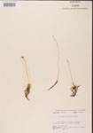 Utricularia