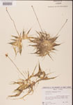 000000829-thumbnail.jpg