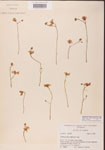 Utricularia
