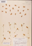 Utricularia