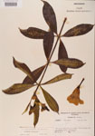 000000916-thumbnail.jpg
