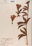 000000917-thumbnail.jpg