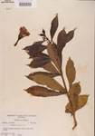 000000918-thumbnail.jpg