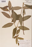 000000927-thumbnail.jpg