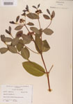 Apocynum