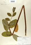 Apocynum