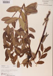 000000937-thumbnail.jpg