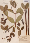 000000938-thumbnail.jpg