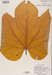 000000947-thumbnail.jpg