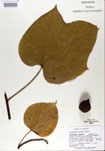 Vernicia