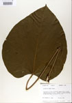 000000953-thumbnail.jpg