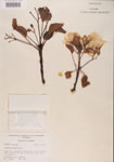 000000954-thumbnail.jpg