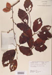000000958-thumbnail.jpg