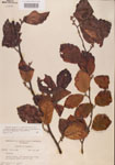 000000959-thumbnail.jpg