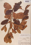 000000964-thumbnail.jpg