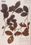 000000966-thumbnail.jpg
