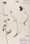 000000978-thumbnail.jpg
