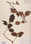 000000979-thumbnail.jpg