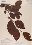 000000987-thumbnail.jpg