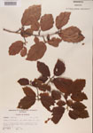 000000989-thumbnail.jpg