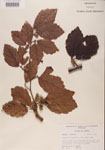 Hamamelis