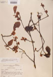 Hamamelis