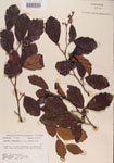 000000993-thumbnail.jpg