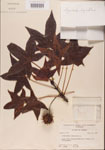 000001002-thumbnail.jpg