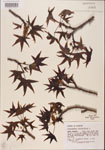 000001003-thumbnail.jpg