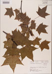 000001004-thumbnail.jpg