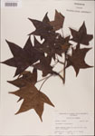 000001009-thumbnail.jpg