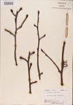 000001012-thumbnail.jpg