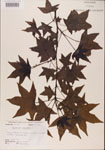 000001013-thumbnail.jpg