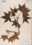 000001016-thumbnail.jpg
