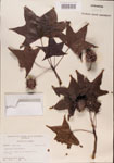 000001017-thumbnail.jpg